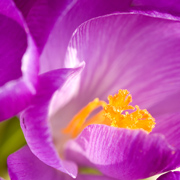 krokus